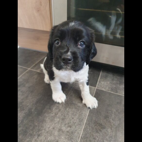 English Springer Spaniel - Both