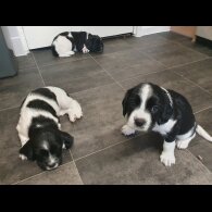 English Springer Spaniel - Both