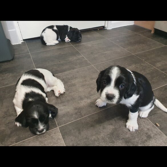 English Springer Spaniel - Both