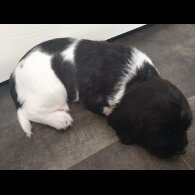 English Springer Spaniel - Both