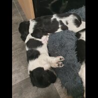 English Springer Spaniel - Both