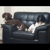 English Springer Spaniel - Both