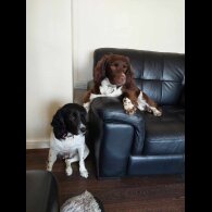 English Springer Spaniel - Both