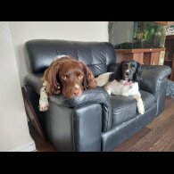 English Springer Spaniel - Both