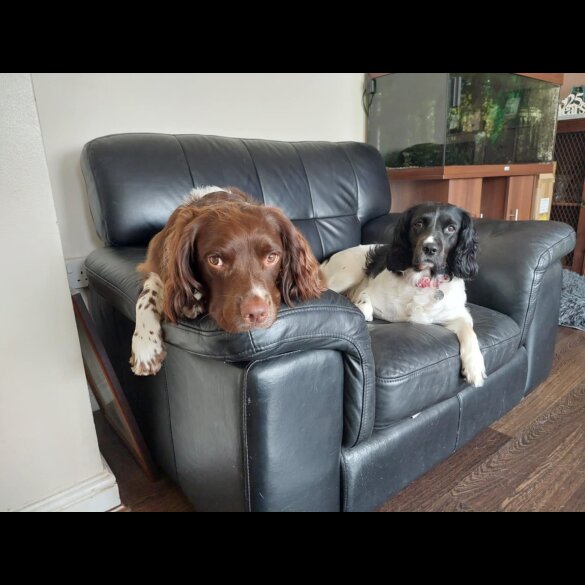 English Springer Spaniel - Both