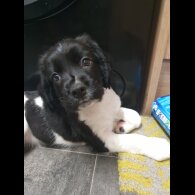 English Springer Spaniel - Both