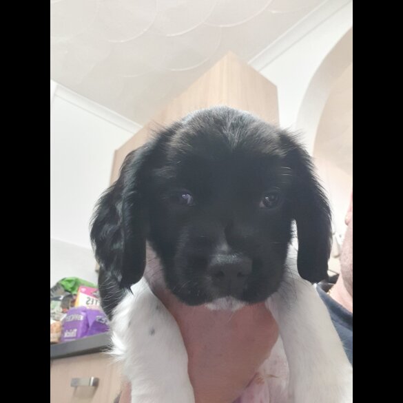 English Springer Spaniel - Both