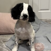 English Springer Spaniel - Both