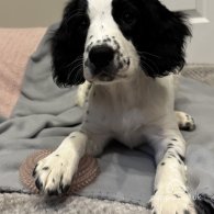 English Springer Spaniel - Both