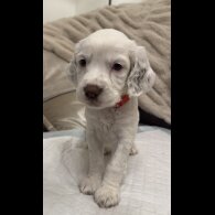 English Springer Spaniel - Both