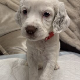 English Springer Spaniel - Both