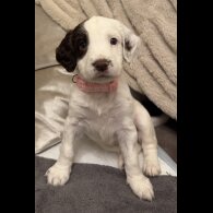 English Springer Spaniel - Both