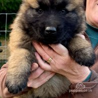 Estrela Mountain Dog - Both