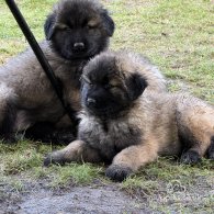 Estrela Mountain Dog - Both