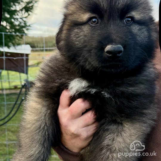 Estrela Mountain Dog - Both