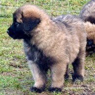 Estrela Mountain Dog - Both