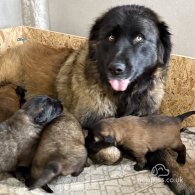 Estrela Mountain Dog - Both