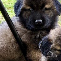 Estrela Mountain Dog - Both