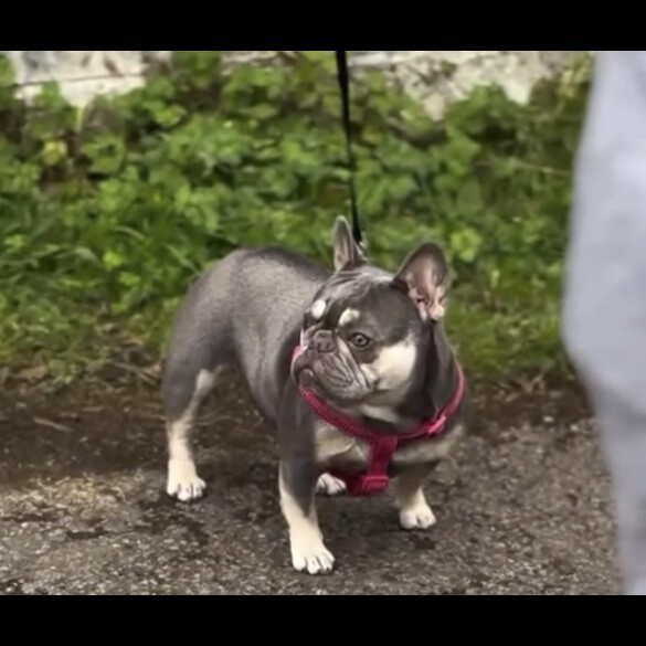 French Bulldog - Both