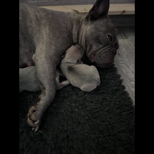 French Bulldog - Both