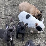 French Bulldog - Dogs