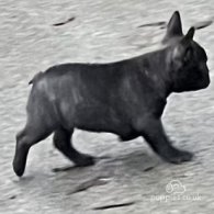 French Bulldog - Dogs