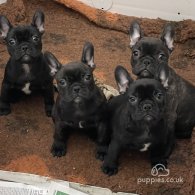 French Bulldog - Dogs