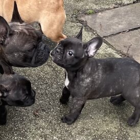 French Bulldog - Dogs