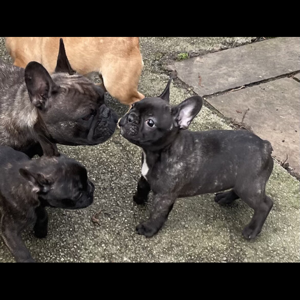 French Bulldog - Dogs