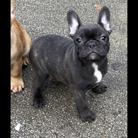 French Bulldog - Dogs