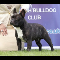 French Bulldog - Dogs