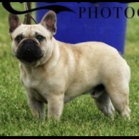 French Bulldog - Dogs