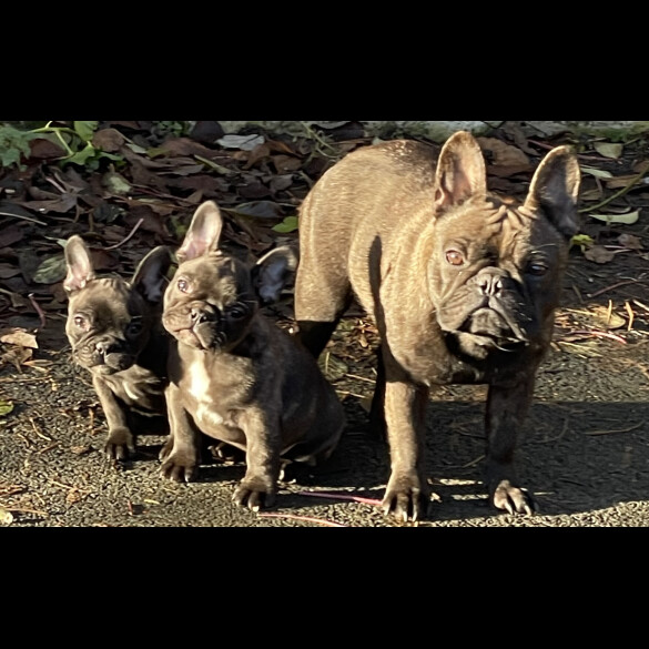 French Bulldog - Dogs