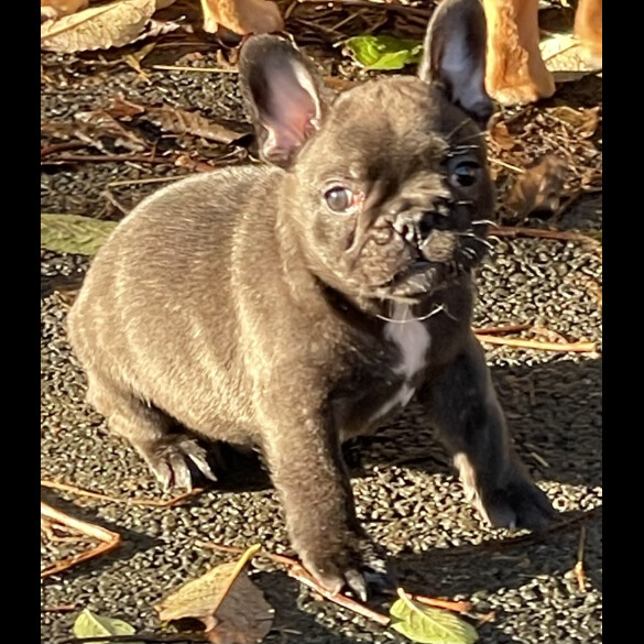 French Bulldog - Dogs