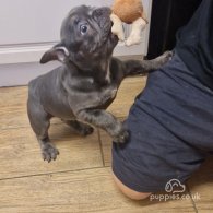 French Bulldog - Dogs