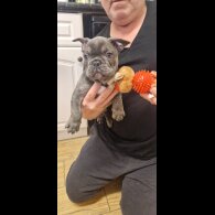 French Bulldog - Both