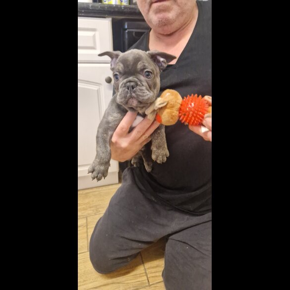 French Bulldog - Both