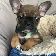 French Bulldog - Both