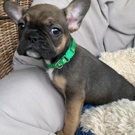 French Bulldog - Both