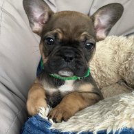 French Bulldog - Both