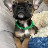 French Bulldog - Both