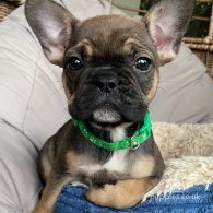 French Bulldog - Both