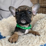 French Bulldog - Both