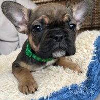 French Bulldog - Both