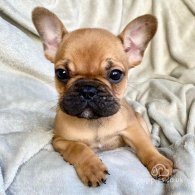 French Bulldog - Both