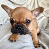 French Bulldog - Both