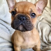 French Bulldog - Both