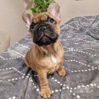 French Bulldog - Both