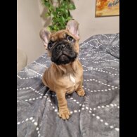 French Bulldog - Both