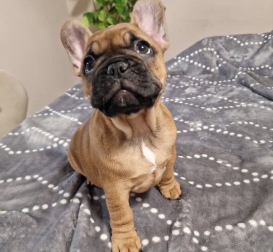 French Bulldog